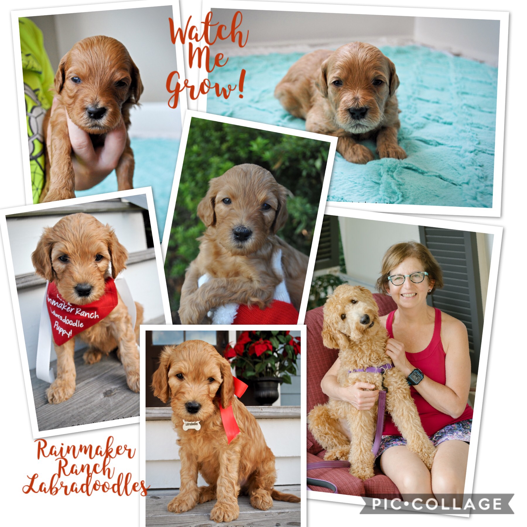 Apricot Labradoodle Pictures